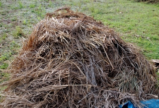 Leftover rice straw