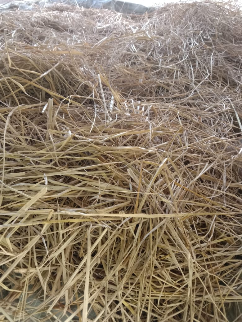 Ideal dried straw